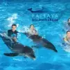 dolphinshowpattaya